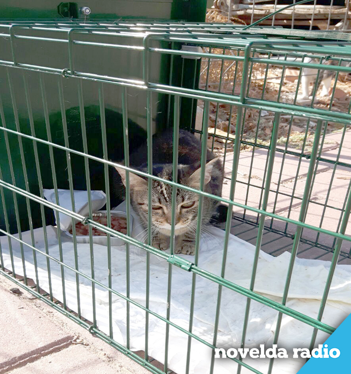 gato
