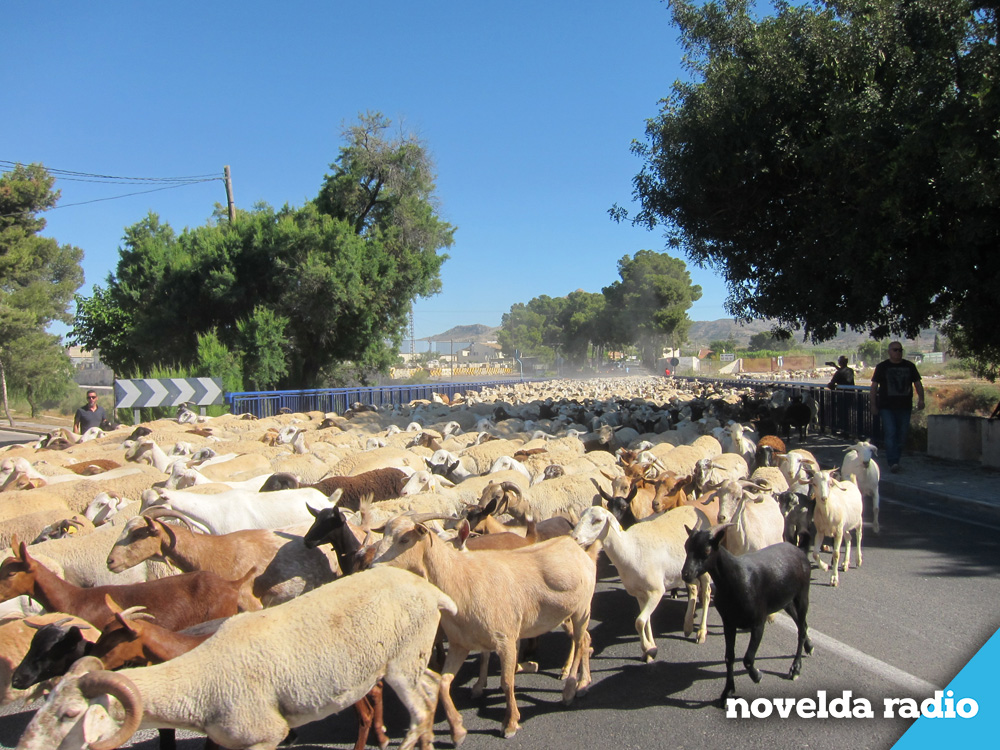 ovejas
