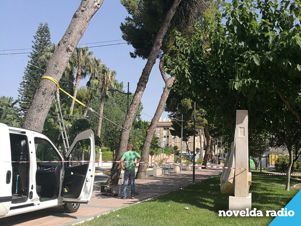 arbol