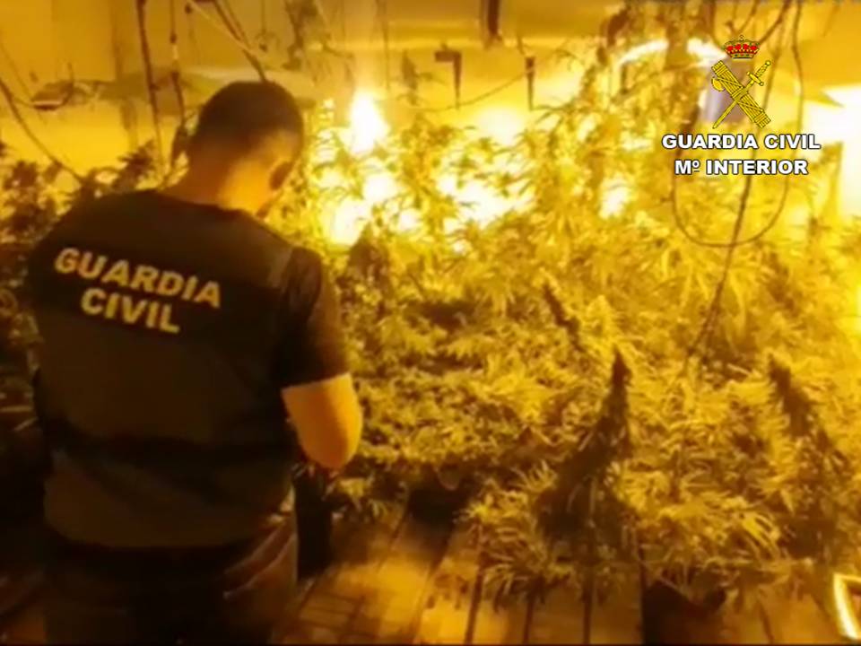 PLANTACIÓN NOVELDA